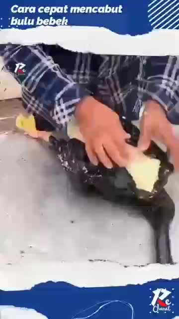 mencabut bulu bebek dan ayam dengan
cepat 
#shorts 
#short 
#shortvideo 
#viral
#RCTIPlus
#RCTIoke
#HOTrctiplus
#fypシ゚viral
#1TRENDING