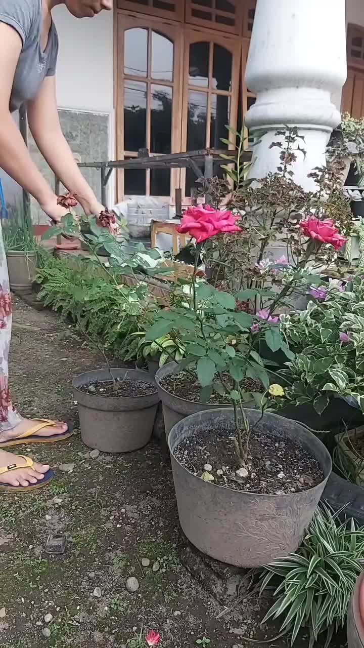 NGEBON IS FULL BENEFIT

#berkebun #berkebundirumah #berkebundihalaman