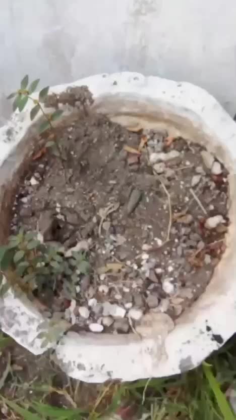 asam humat bikin tanah keras kembali gembur  #asamhumat  #tipsberkebun  #kebunshaka 