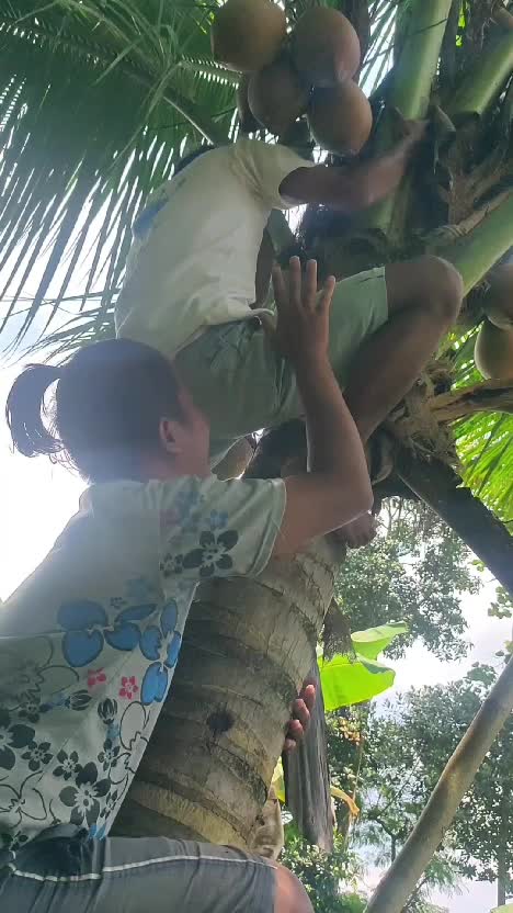kelapa #videolucu  #lucu 