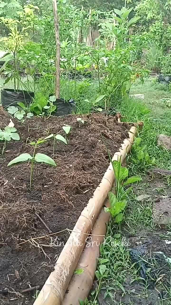 Memulai aktivitas pagi di kebun samping rumah
#HOTrctiplus #RCTIPlus #shortplus #shorts #Berkebun #berkebundirumah #gardening 