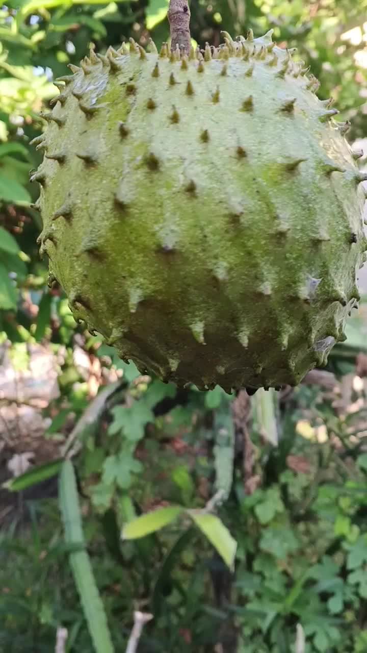 Udah gundul tapi masih berbuah 