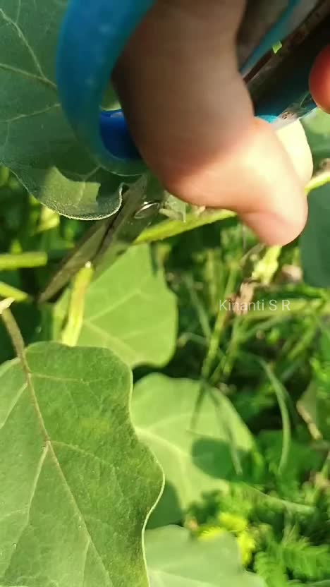 Menuju swasembada sayur rumah tangga #berkebun #petiksayur #shortplus #suasanapedesaan 