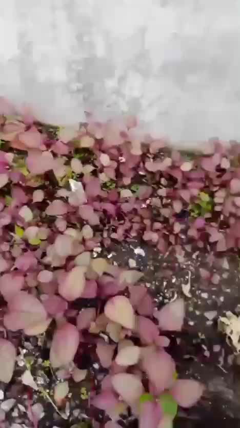 Lima tanaman yang cocok ditanam oleh pemula. mana yqng sudah kalian tanam? #rekomendasitanamanuntukpemula #tanamanyangcocokuntukpemula #berk