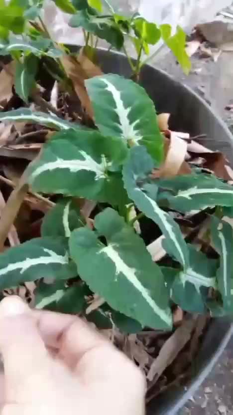 Tanaman baru di kebun shaka  #tanaman  #berkebun  #kebunshaka 