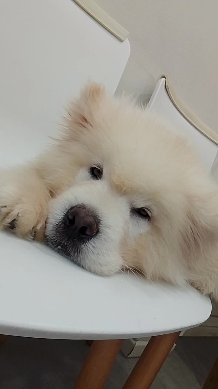 Alaska malamute 
 #fypシ  #fypシ゚viral 