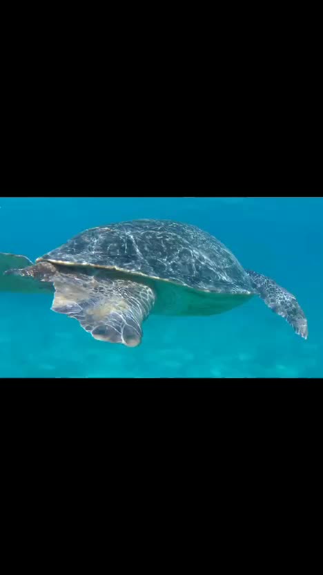 #RCTIPlus  #HOTrctiplus  #videoclip #virall 