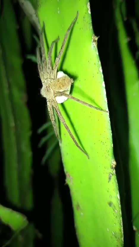 laba-laba ini sedang membawa ratusan anak-anak nya #labalaba.