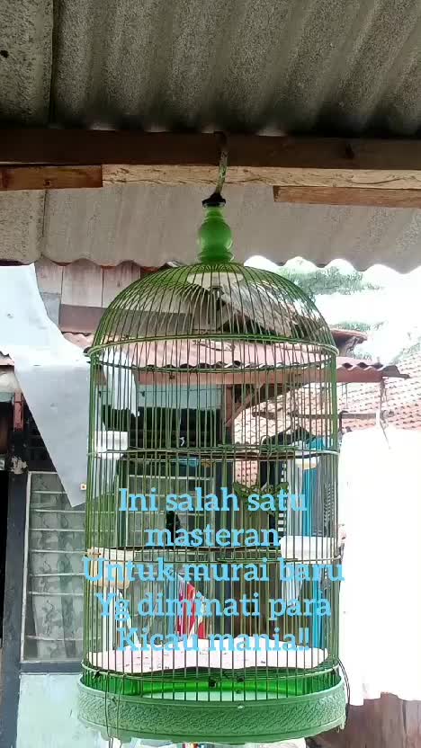  #RCTIPlus  #RCTIoke  #HOTrctiplus  #pecintaburungkicau  #kicaumania
 #burungkicau 