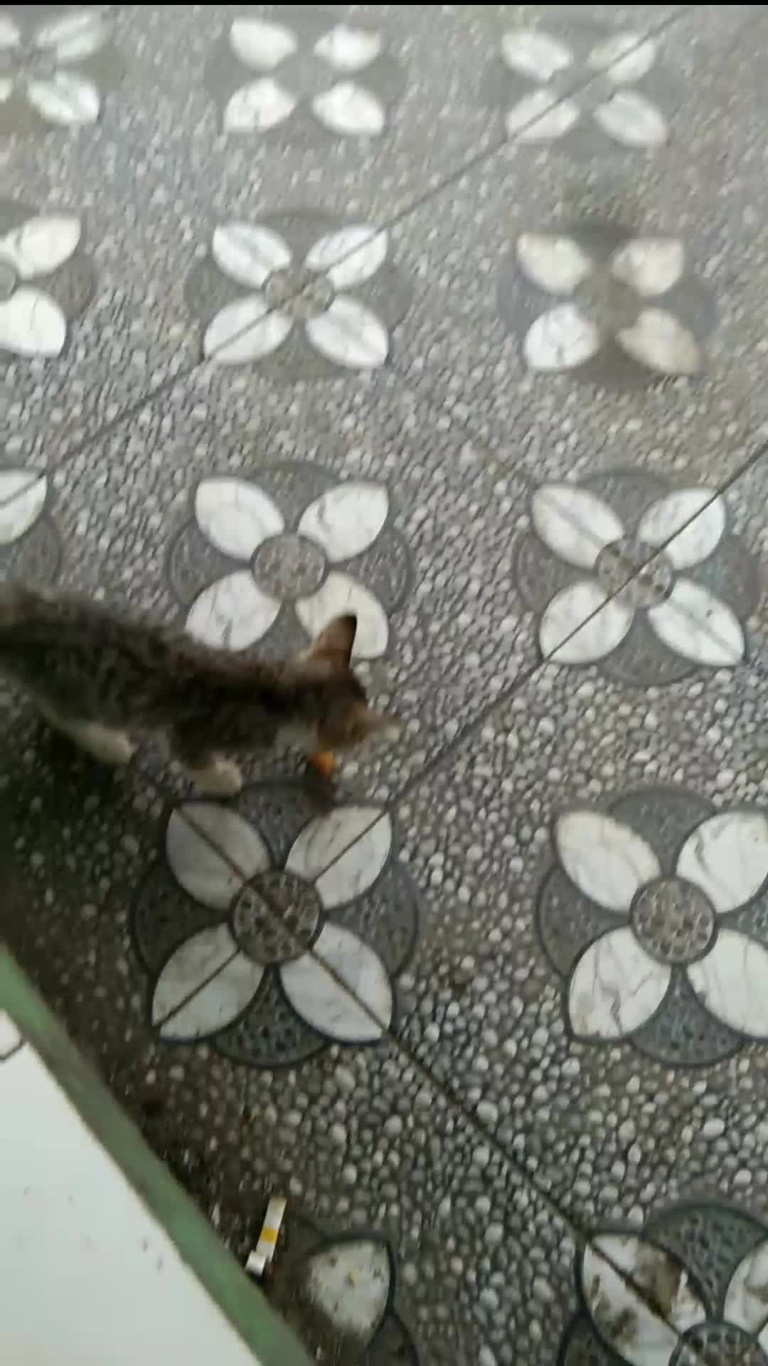 ternyata kucing juga doyan sama cakwe 