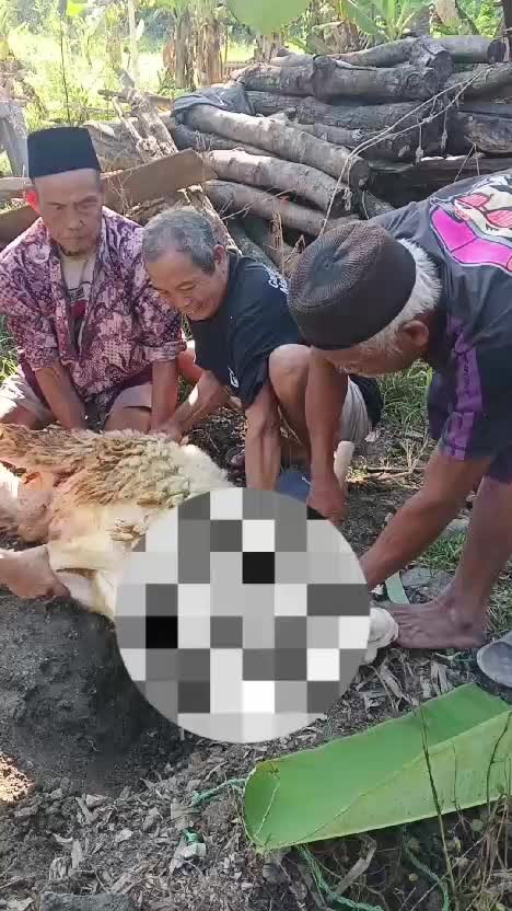 Idul Adha #fyp #fypviral #HOTrctiplus #RCTIPlus #viral #rcti #rigelagency