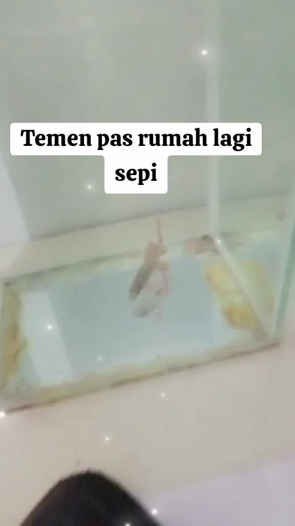 ikan ini adalah temen pas rumah lagi sepi #peliharaan #ikanhias #pecintahewan  #darirumah 