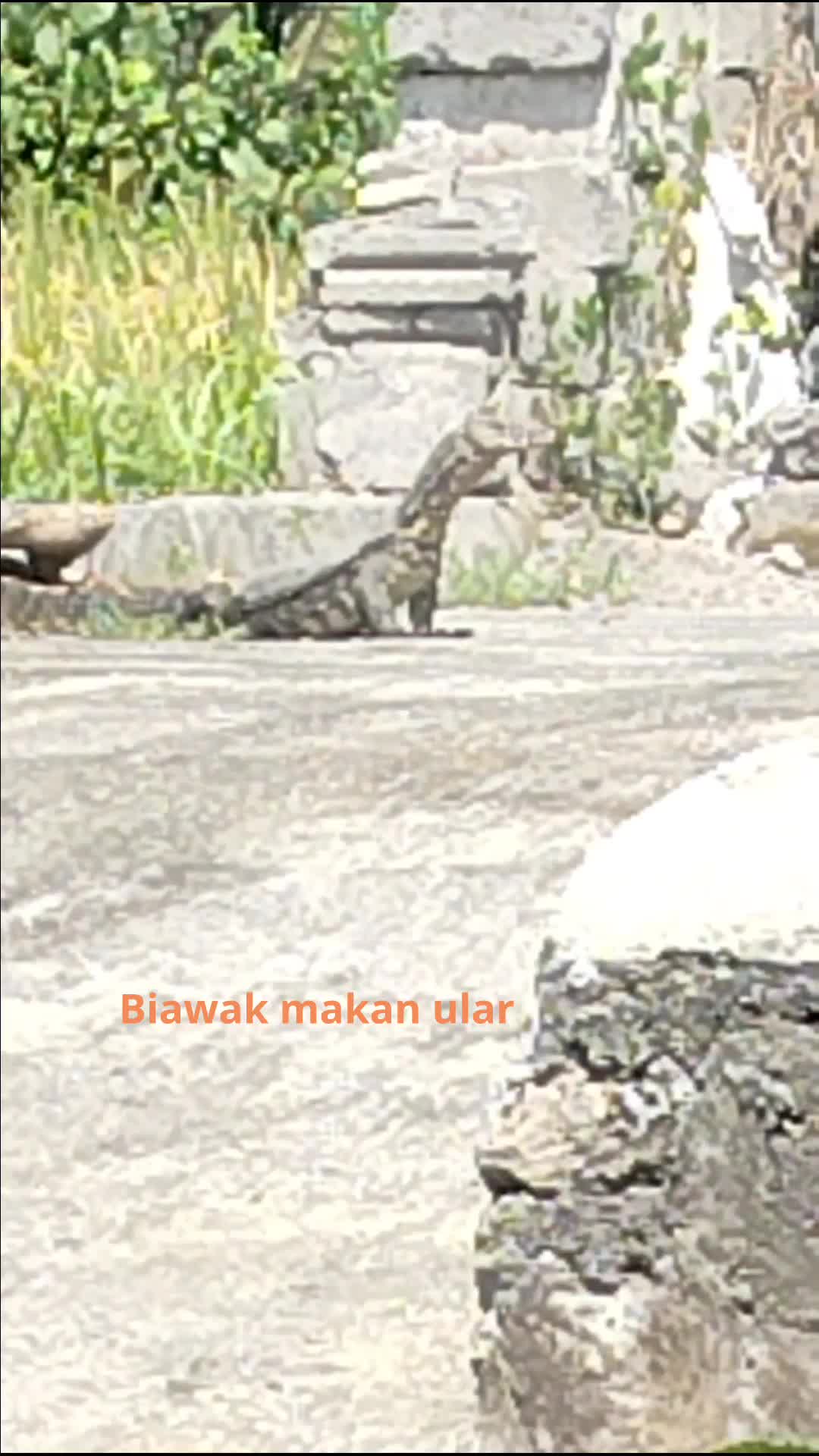 biawak makan ular'siang tadi 