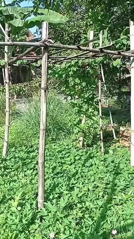 Menyenangkannya suasana pagi di desa. kehidupan sehari-hari di desa #berkebun #suasanapedesaan #hidupdidesa #berkebundihalaman 