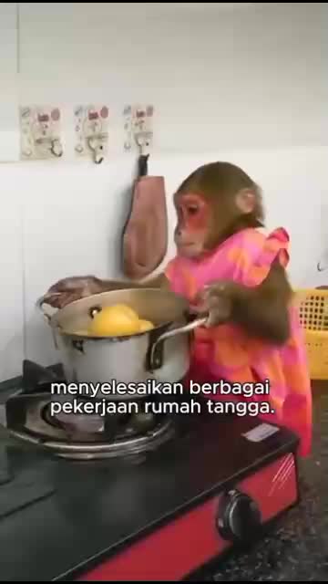 Monyet Berbakat, siapa sangka ...


#fyp #short #rigelagency #OriginalSong #HOTrctiplus #RCTIPlus  #viral #HOT #videolucu #hewan