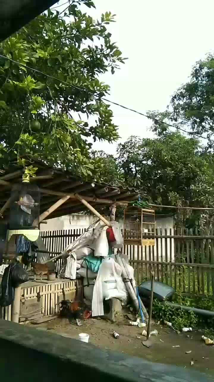 jemur burung dan ayam dulu  #short  #HOTrctiplus  #RCTIPlus 