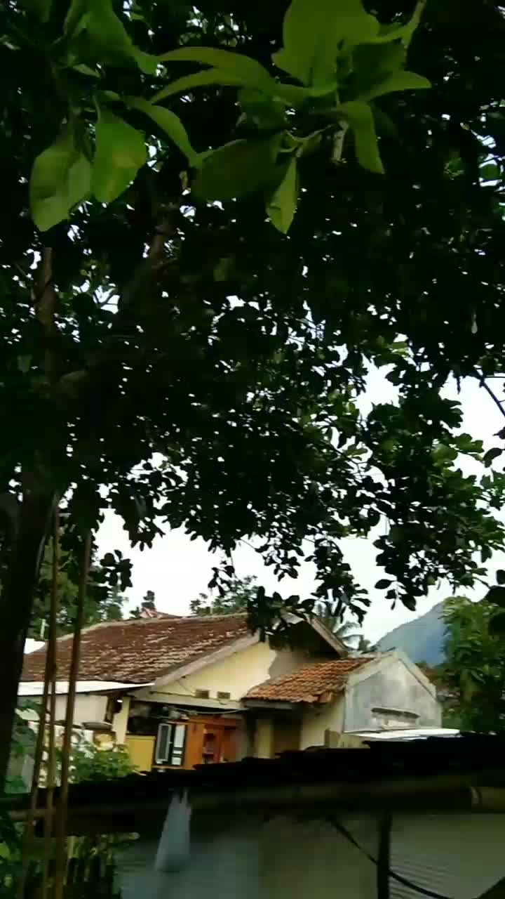 ayam nya terus berkokok 
 #viral 