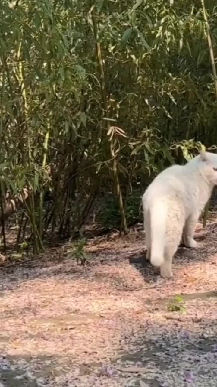 Baunya kagak bisa diungkapkan dengan kata-kata derr.  #kucing #cat #randomvideo #viral