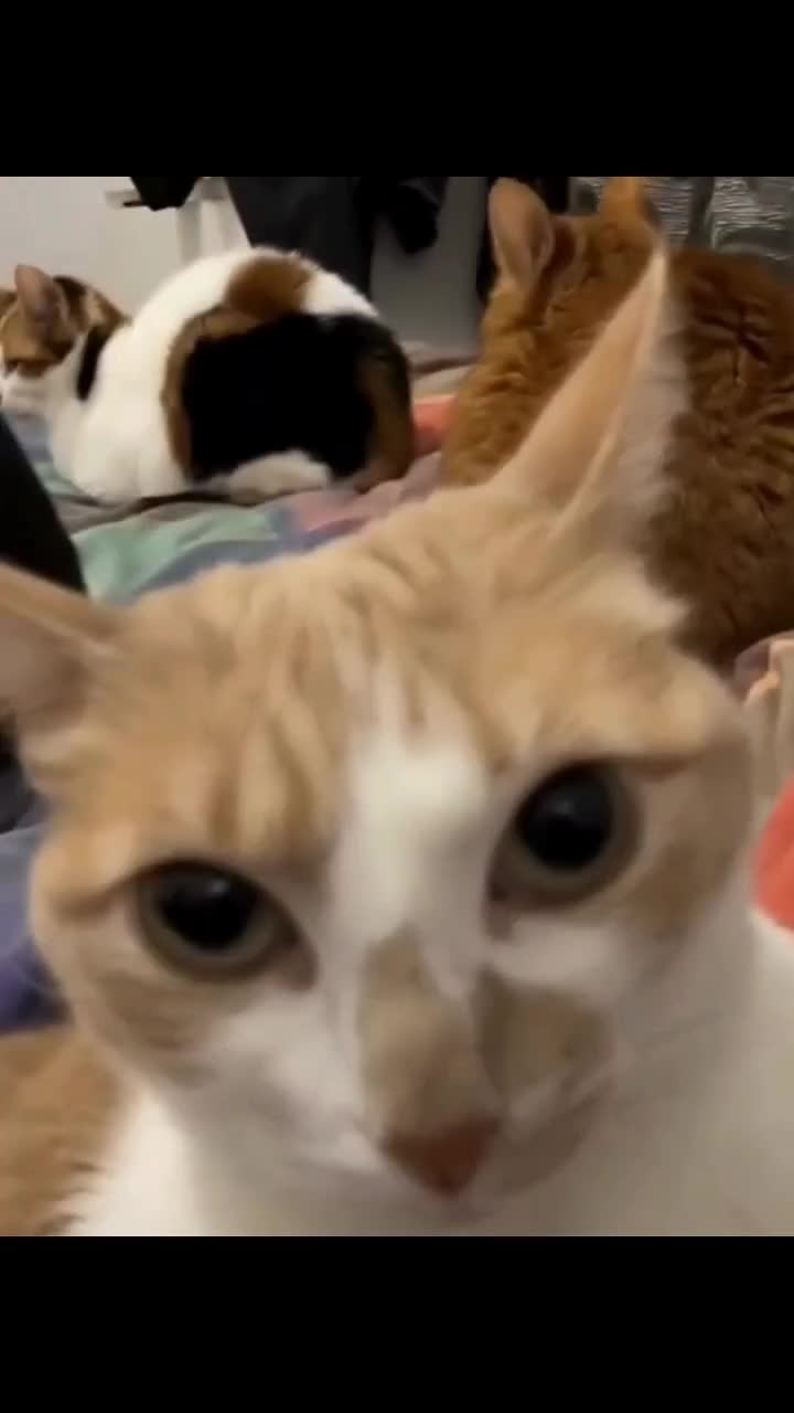 mukanya 😂😂 #funnyvideo  #Kucing 