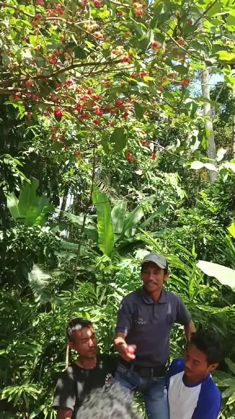 jurus terbang #videolucu  #lucu  #komedi 