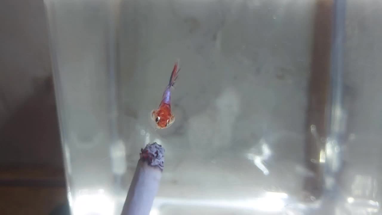 pecinta ikan cupang