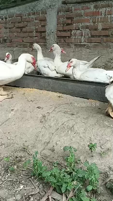 Suasana sore di desa, pohon pepaya berbuah dan beri makan mentok peliharaan #Berkebun #suasanapedesaan #hidupdidesa 