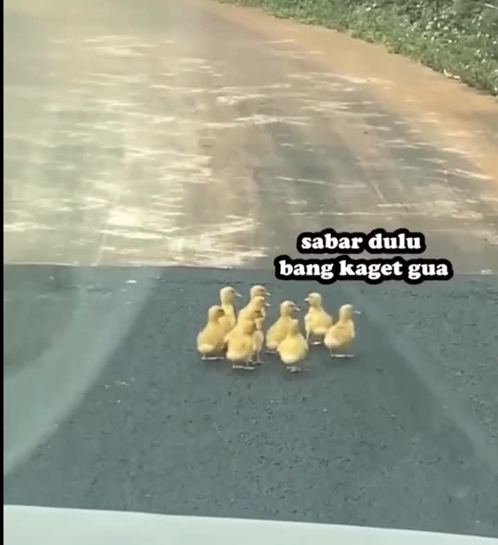 #341 Lari😁😁

#videolucu #prank 