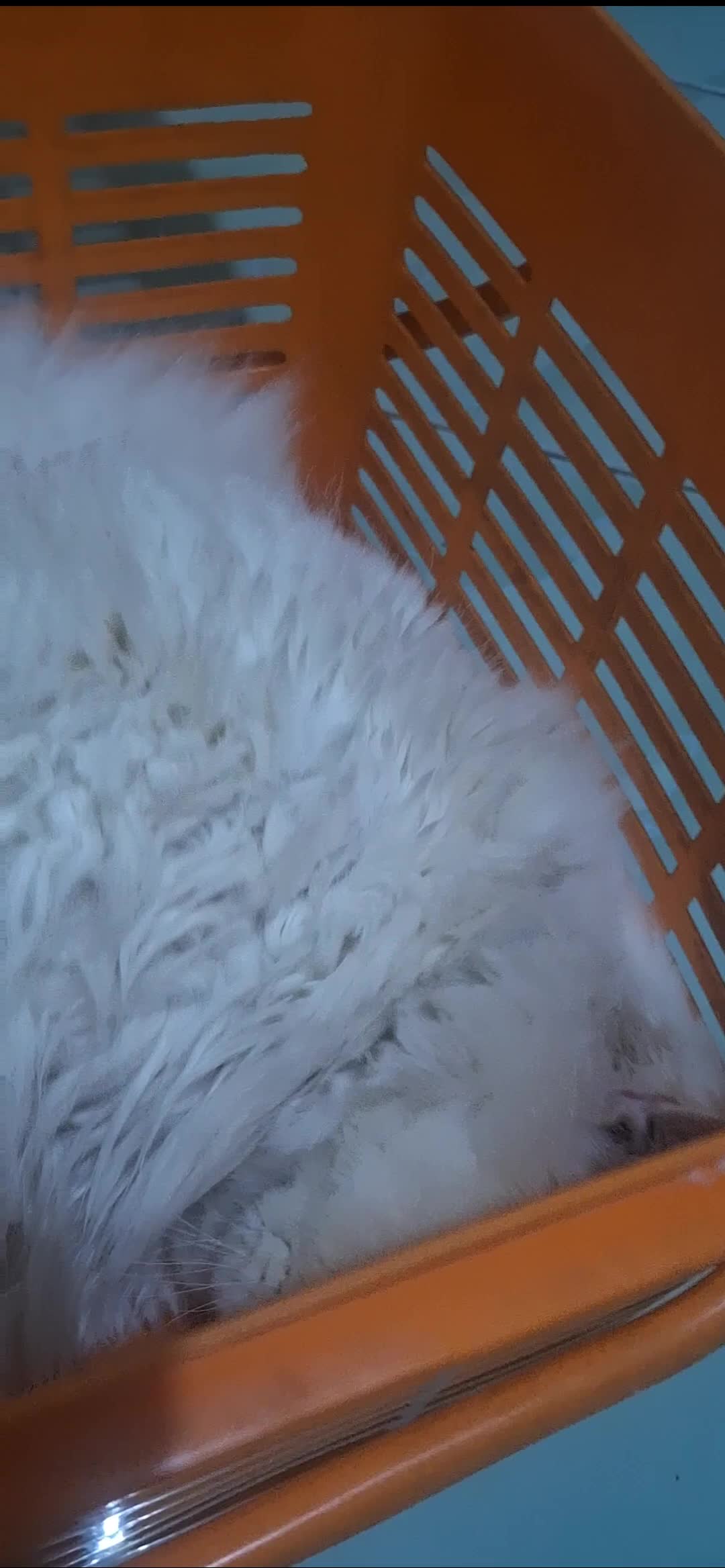 Dan ini kucing ku si gemoy zoya...
mageran, tapi manja sangat 😂😂


#kucing #catlovers #kucingpersia #pecintakucing #kucinggemoy #fyp  #fypシ 