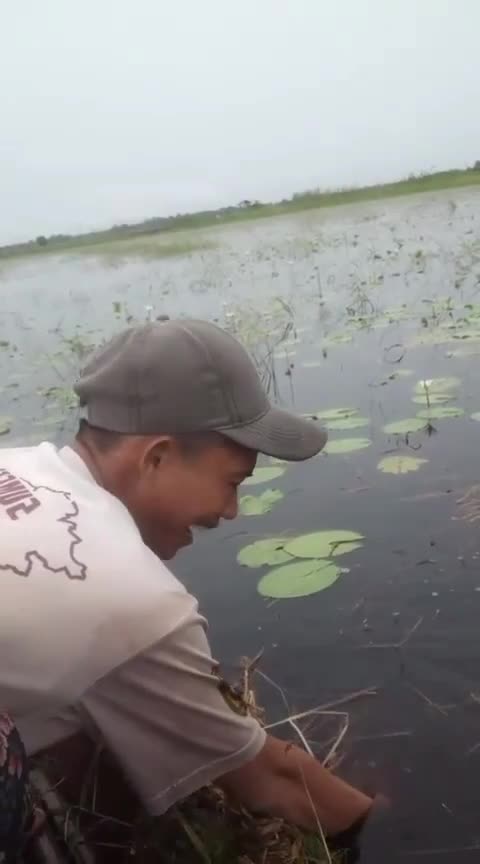 dapat Ikan gabus babon Gaysss  #najurikangabus #Cara mancing  #mancingikangabus #fypシ  #fyp  #foryou  #trand#Viral 