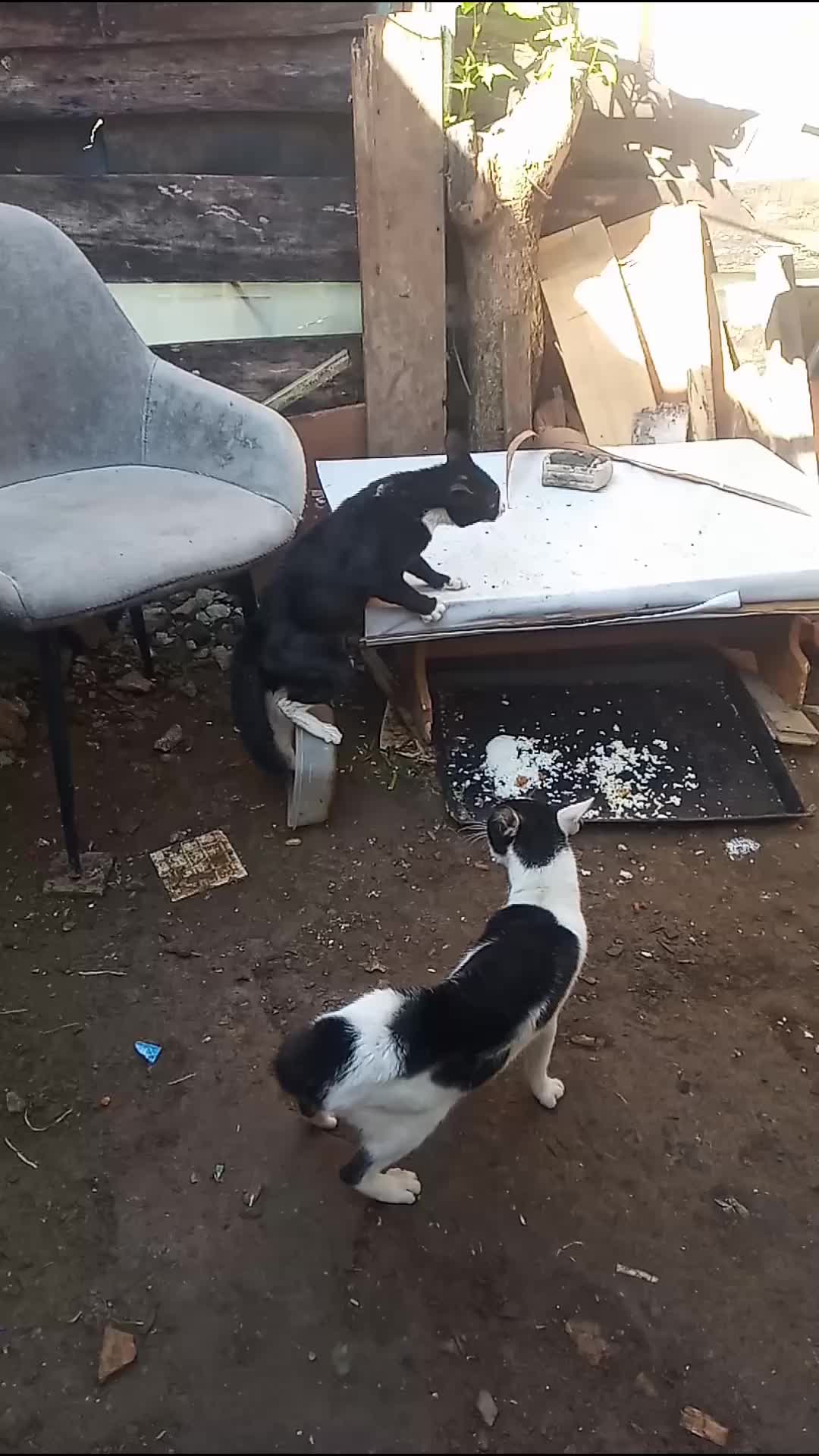 Cats in trouble, Kucing Cakep Brantem