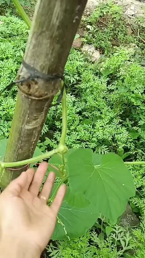 Labu air di kebunku mulai berbuah. Demi mendukung ketahanan pangan keluarga 😁 #berkebun #menanamsayuran #hobiberkebun #suasanapedesaan 