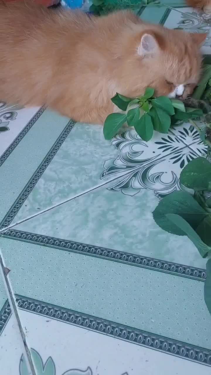 para oyen kesurupan makan akar daun anting 🤣