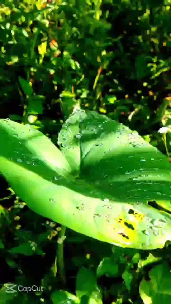 pemandangan daun - daunan hijau guys  #pemandangan  #daun  #daunhijau  #halaman rumah hijau 