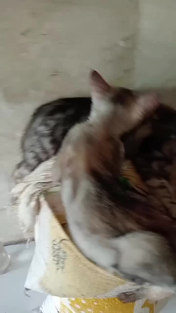 anak macan lucu 🤣🤣