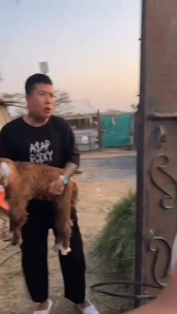 #92 Nyolong kambing🤣🤣