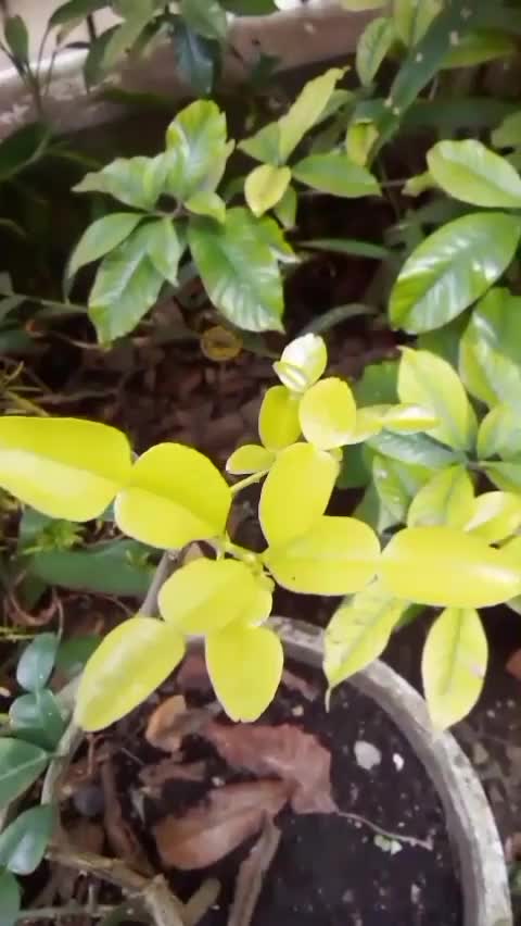 kebun shaka hari ini  #kebunshaka 