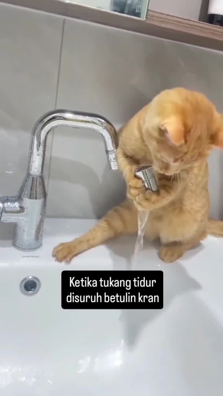 Sotoy...
#Fyp #kucing #kucingindonesia #videoviral #videolucu #videongakak #ngakak #lucu #like #dagelan #HOT