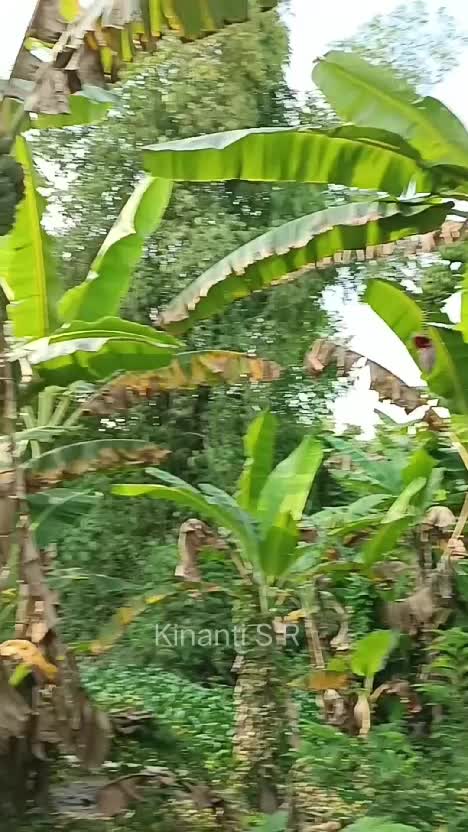 Pisang raja dan pisang kepok di kebunku #Berkebun #hidupdidesa #panenpisang 