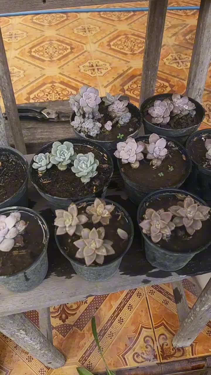 PUPUK AIR CUCIAN BERAS

#berkebun #berkebundirumah #pupukorganik #berkebundihalaman