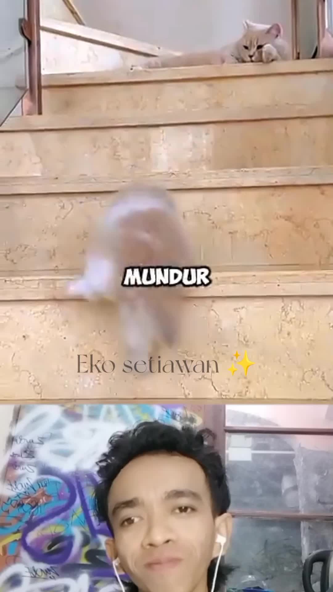 anak kucing ini bikin orang tua berantem terus ???