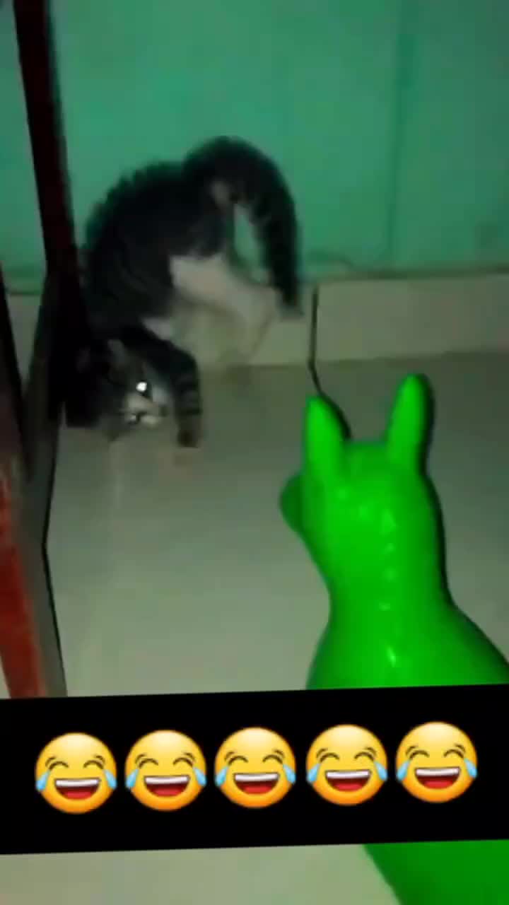 😂😂😂 #kucinglucu