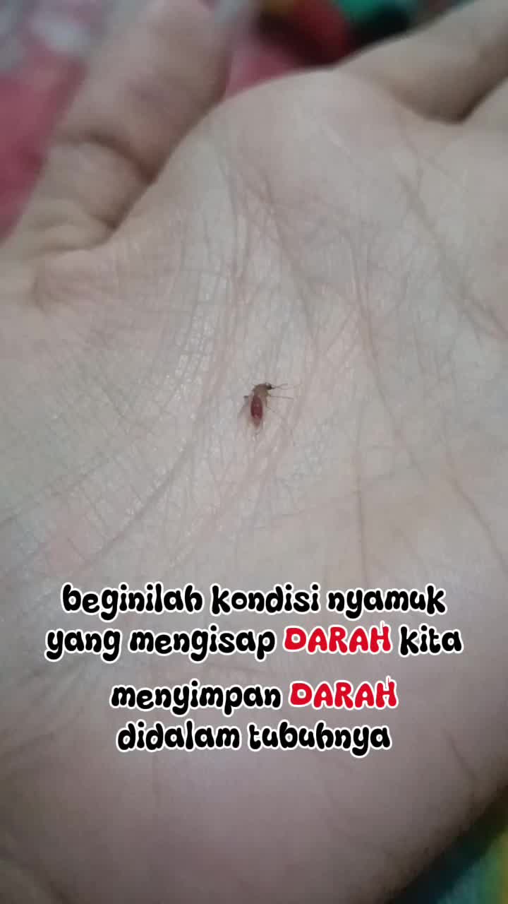 Sampek gendut bgtt nyamuknya 😅

#RCTIPlus #HOTrctiplus #fypシ゚viral #1TRENDING #mahmud #mamahmudaberanaktiga 