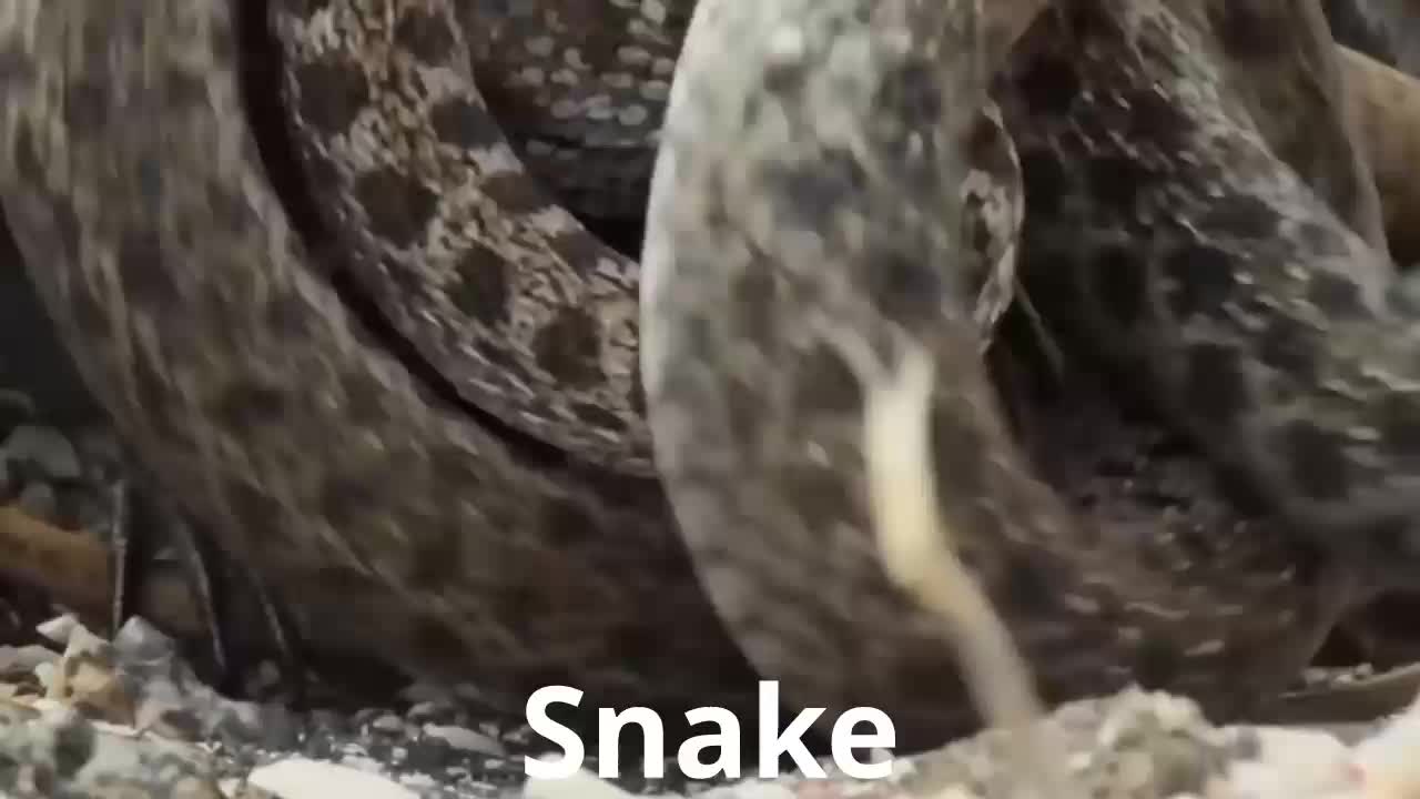 snake ANIMAL