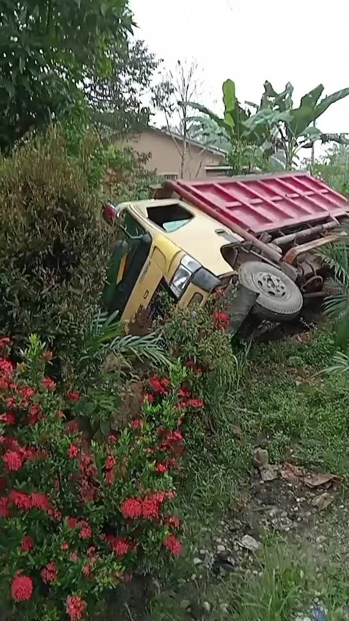 Truk oleng bawa brondolan sawit