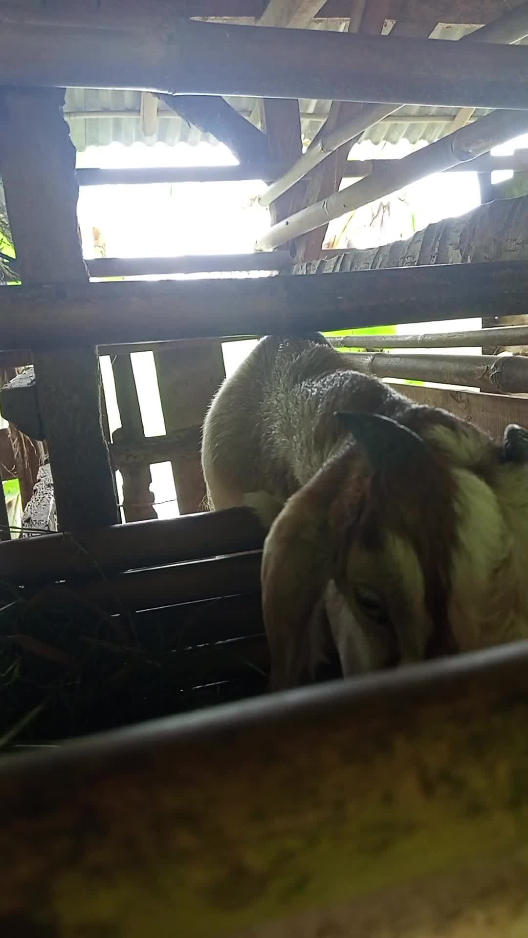 liat mbe dulu baru🆕