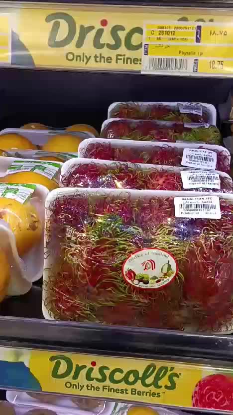 RAMBUTAN DI ARAB HARGA SULTAN