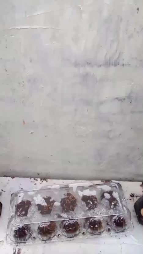 Kebun Shaka hari ini. Ada apa aja, ya? #menanam #berkebun #kebunshaka #tipsberkebun 