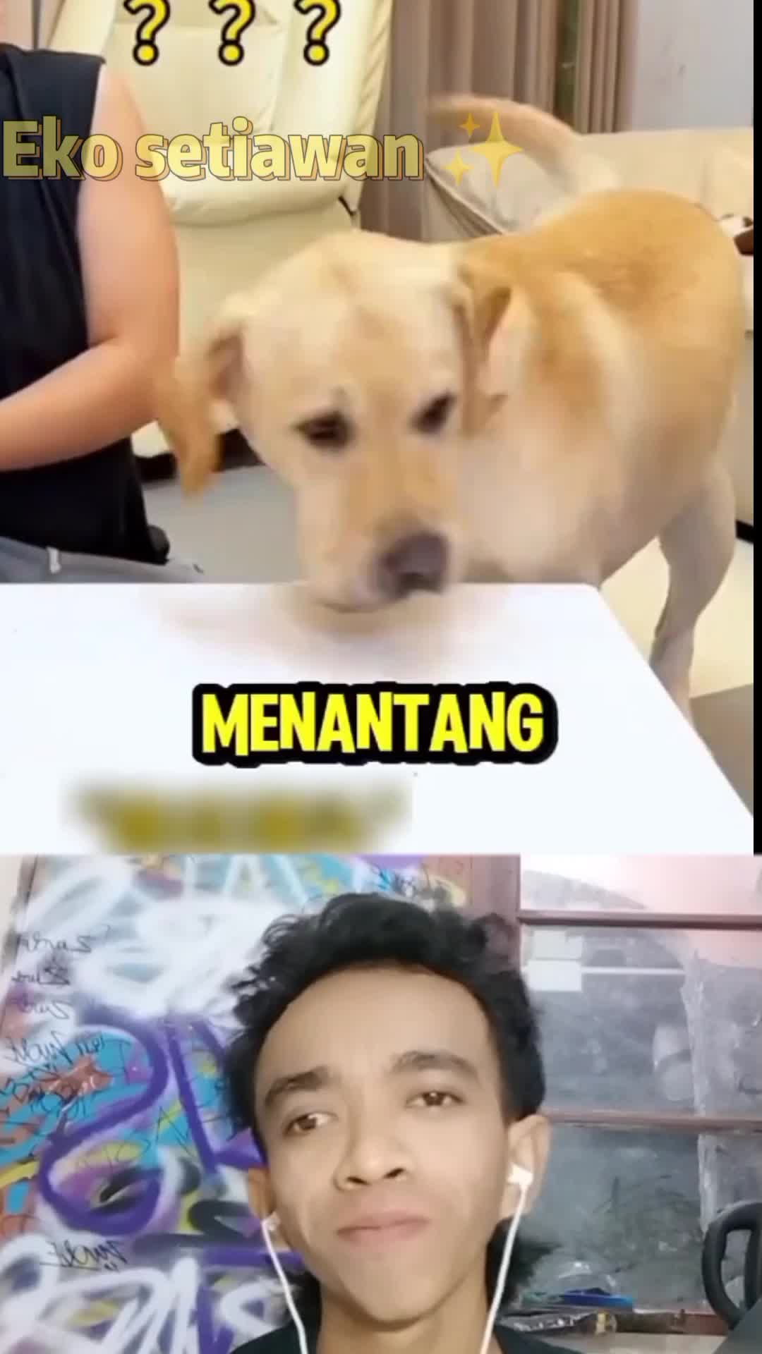 si doggi ikut bermain siapa cepat dia yang dapat 😍😁 #duett #reactiont #humor 