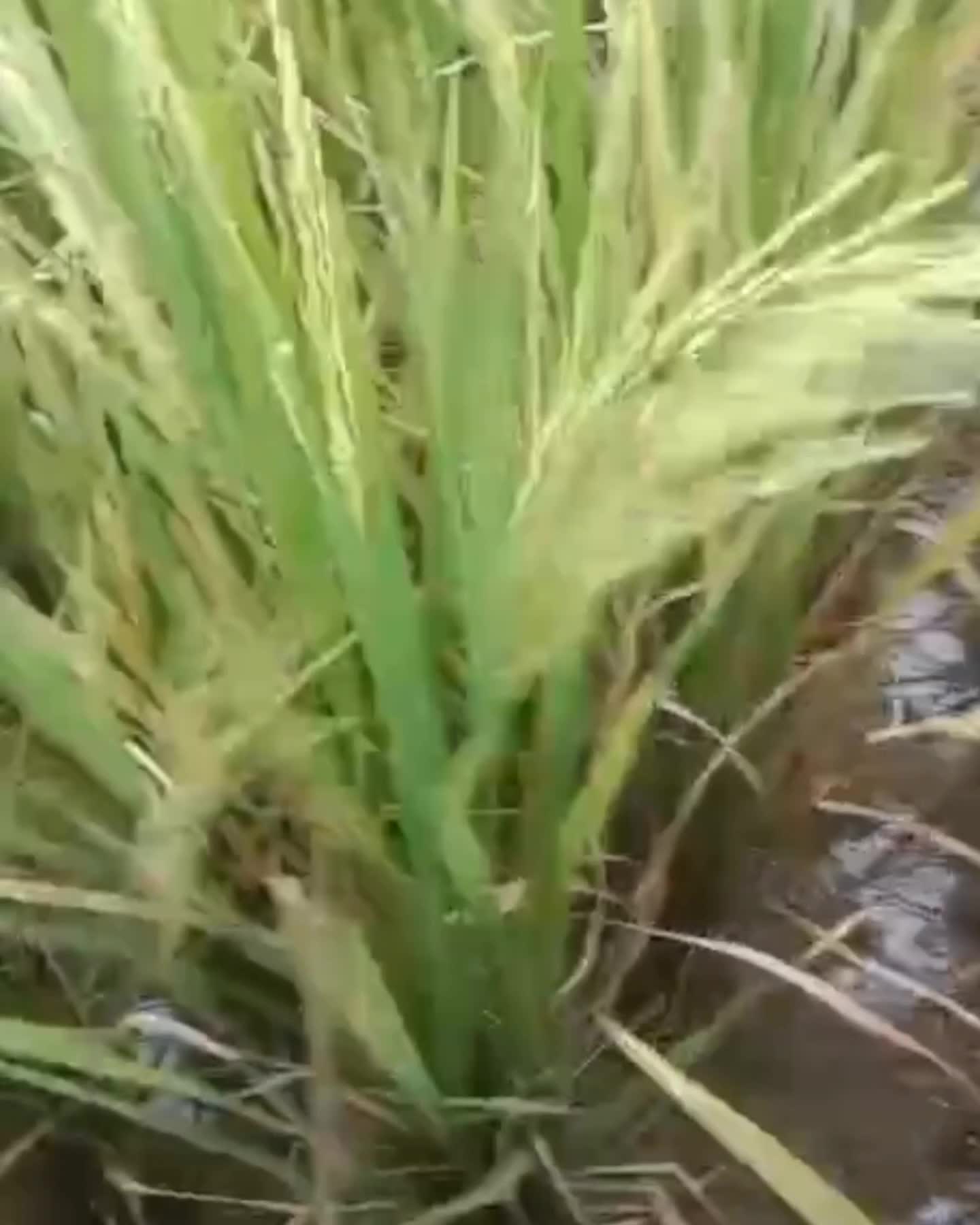 Padi Terkena Hama Wereng 