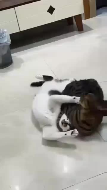 kucing #Kucing #kucingoyen 